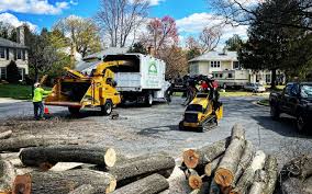 Best Hazardous Tree Removal  in Alamosa East, CO