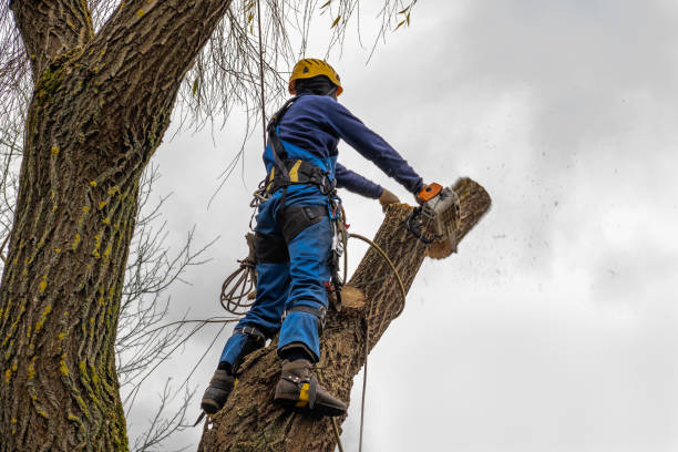 Best Tree Risk Assessment  in Alamosa East, CO