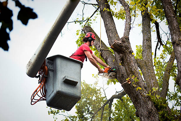 How Our Tree Care Process Works  in  Alamosa East, CO